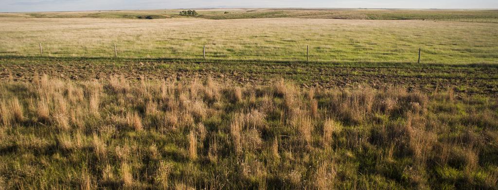 Lesser Prairie-Chicken initiative Good for the Bird, Good for the Herd. Healthy rangelands provide better forage for cattle while also providing critical wildlife habitat.