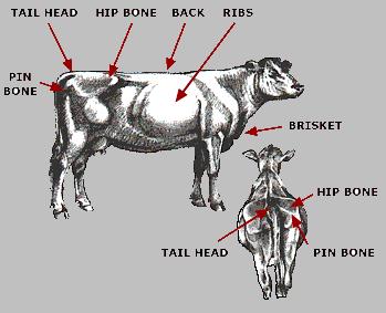 Beef Cow BCS Figure University of Nebraska Lincoln -- Body Condition Scoring Your Beef Cow Herd Scale of