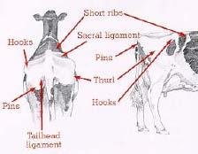 Dairy Cow BCS Scale of 1 to 5; Score 1 is considered emaciated, 2 is thin, 3 is average, 4 is fat, and 5 is obese