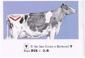 Dairy Cow BCS UC Davis Veterinary