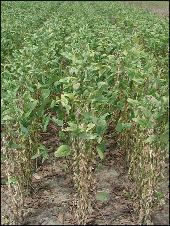 result in soybean leaf retention and presence of green stems and