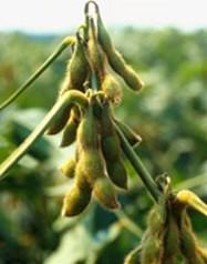 Use of harvest aids to desiccate soybeans can improve seed