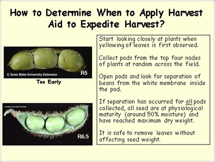 If the goal of harvest aid use in soybeans is to promote earlier harvest and improved efficiency, desiccant should be applied as early as