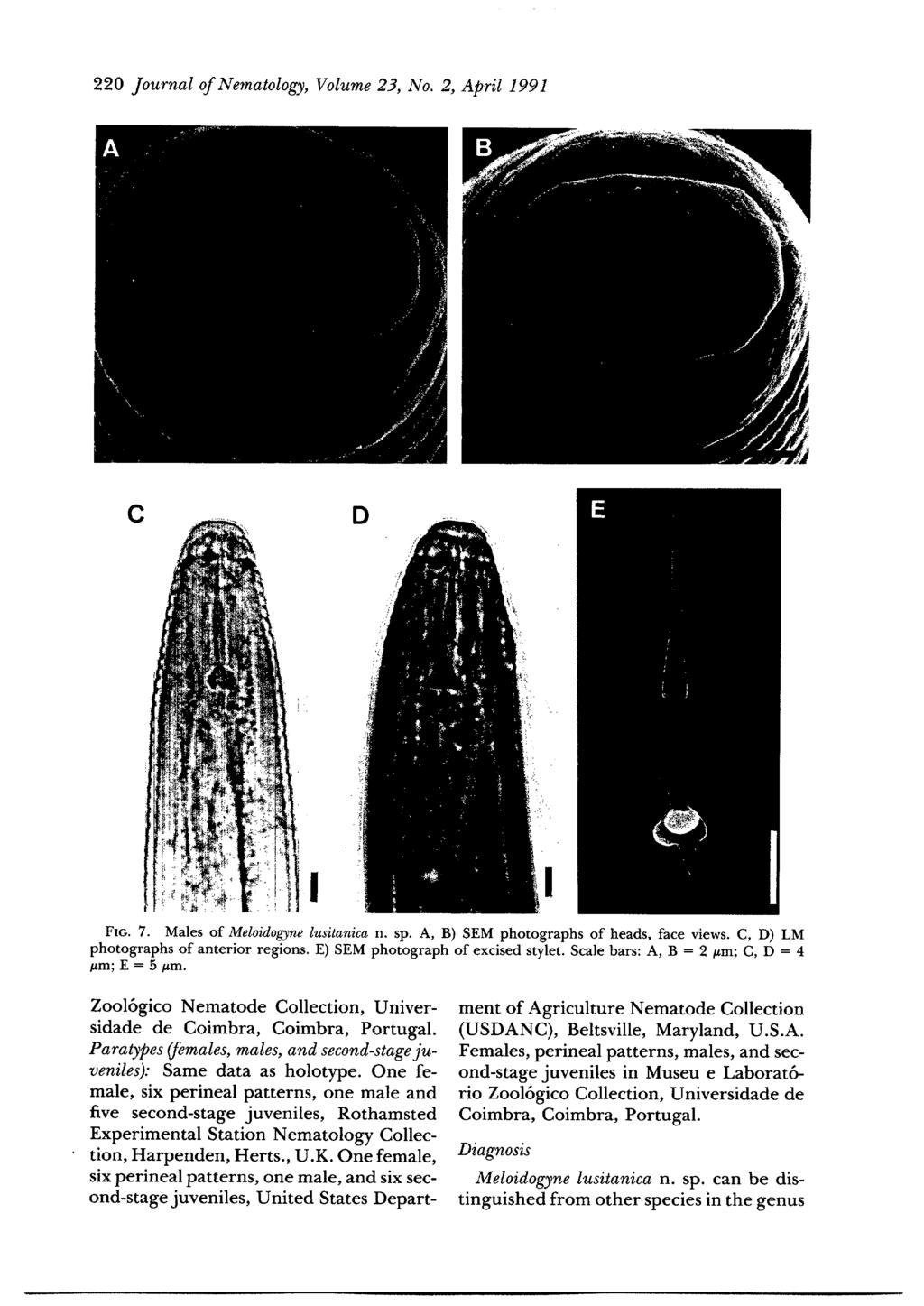 220 Journal of Nematology, Volume 23, No. 2, April 1991 C n E Flo. 7. Males of Meloidogyne lusitanica n. sp. A, B) SEM photographs of heads, face views. C, D) LM photographs of anterior regions.
