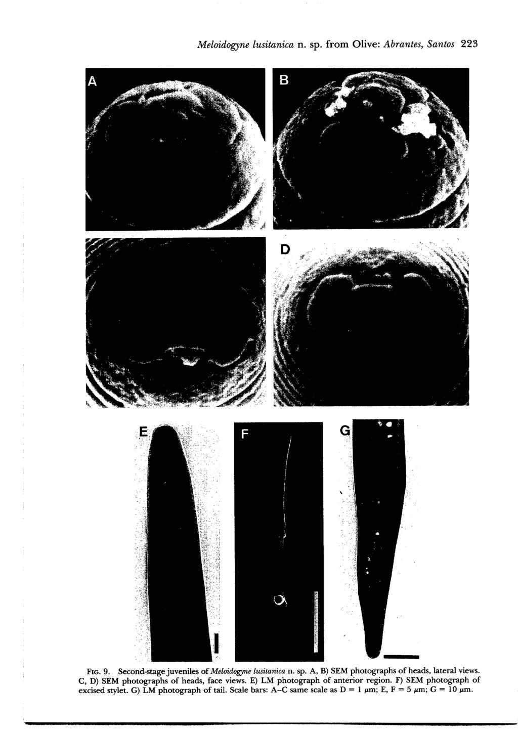 Meloidogyne lusitanica n. sp. from Olive: Abrantes, Santos 223 D ~ii~i F FIG. 9.