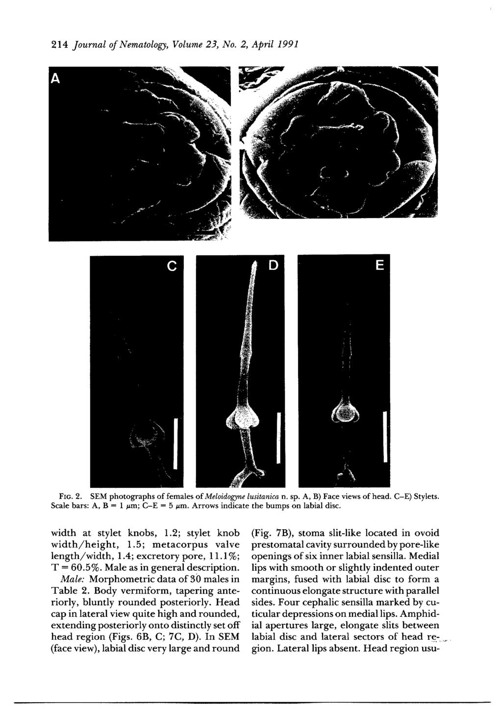 214 Journal of Nematology, Volume 23, No. 2, April 1991 D E ) FIG. 2. SEM photographs of females of Meloidogyne lusitanica n. sp. A, B) Face views of head. C-E) Stylets.