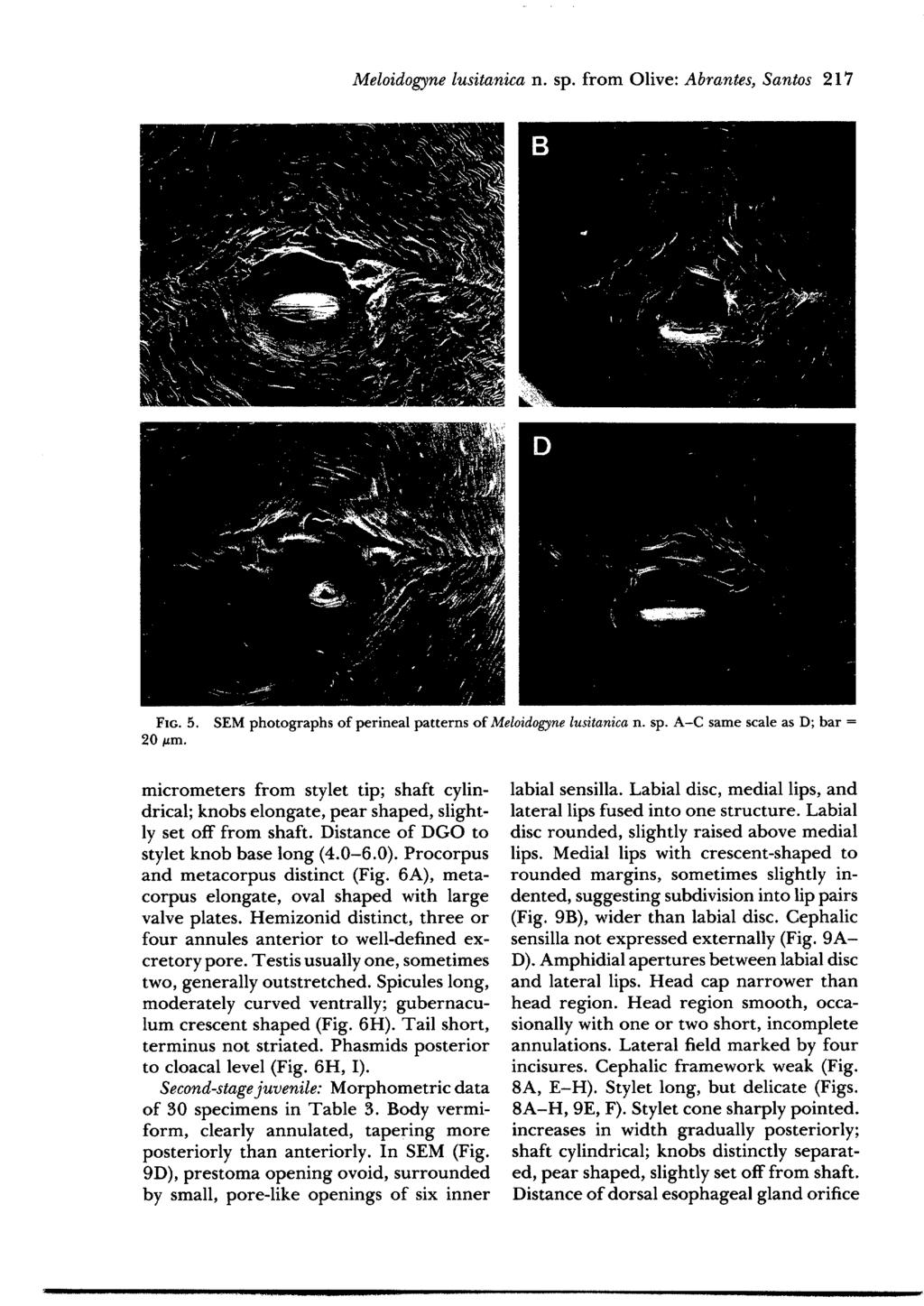 Meloidogyne lusitanica n. sp. from Olive: Abrantes, Santos 217 FIG. 5. SEM photographs of perineal patterns of Meloidogyne lusitanica n. sp. A-C same scale as D; bar = 20 #m.