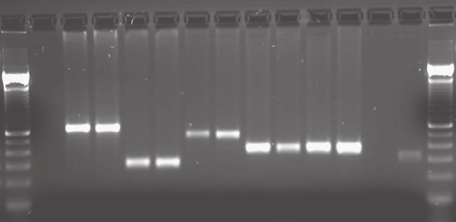 or PX6 (ectoderm). The housekeeping gene GPDH is shown as a control along with NTC (no-template control).