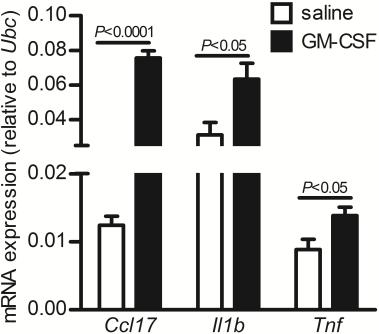 Figure S2 A B C D E F Figure S2: Dependence of CCL17 expression on GM-CSF in vivo (A-B) Ccl17, Il1b and Tnf mrna expression (qpcr) (A) in the naïve hind footpad of WT and GM-CSF -/- mice and (B) in