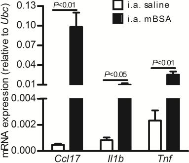 (C) Ccl17 mrna expression in non-injected naïve joints (none) or joints injected intra-articularly (i.a.) with saline or methylated BSA (mbsa) from WT and GM-CSF -/- mice.