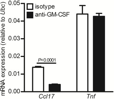 (E-F) Antigen-induced peritonitis was induced in (E) Ccl17 E/+ mice and the number of CCL17/EGFP + and CCL17/EGFP - modcs (CD115 + MHCII + CD11c + ), macrophages (CD115 + MHCII +/- CD11c - ), cdcs