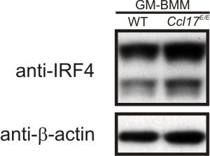Figure S5 A B Figure S5: IRF4 is not downstream of CCL17 in murine macrophages (A-B) Bone marrow cells from both from WT and Ccl17 E/E mice were cultured in GM-CSF (20 ng/ml) for 7 days to