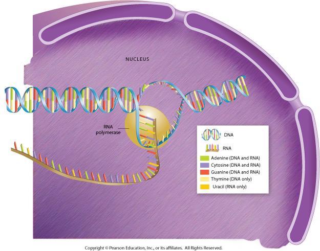 Ribosomes and Protein Synthesis The first step in decoding genetic messages is to use transcription to make RNA from a sequence of DNA. The RNA holds the code for making proteins.