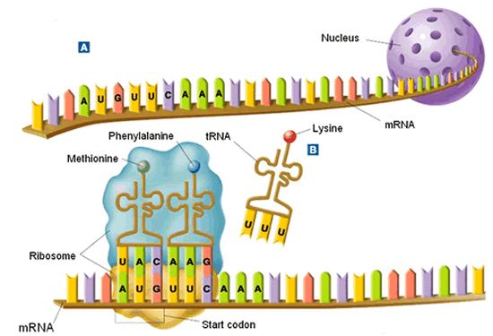 Steps of Translation 1. Transfer RNA translation begins at AUG, each trna has an anticodon whose bases are complementary to the bases of a codon on the mrna strand.