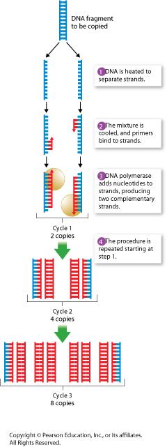 Another way breeders can introduce variation is by introducing certain drugs during meiosis. This causes the chromosomes to not separate in meiosis, creating a new chromosome number.