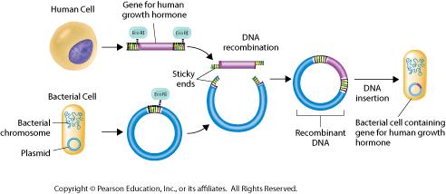 Recombinant DNA DNA produced by combing DNA from different sources Scientists often use plasmids in recombinant DNA studies.