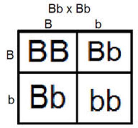 Punnett Square One-Factor Crosses These can be used in simple dominant and recessive allele crosses as well as for some