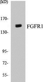 Anti-FGFR1 Antibody The Anti-FGFR1 Antibody is a rabbit polyclonal antibody. It was tested on Western Blots for specificity. The data in Figure 4 shows that a single protein band was detected.
