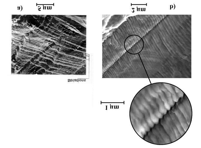Figure 3. Comparison of fracture surfaces of a) an in-service induced (4) and b) an artificially produced thermal fatigue crack.
