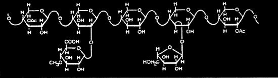 Hemicellulose: 5, 6 carbon sugars, sugar acids, acetyl esters- more