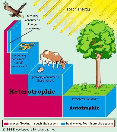 Trophic levels Trophic levels are the different feeding levels of organisms in an ecosystem. Producers are the first trophic level and consumers make up several more.