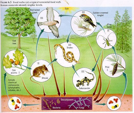 Food Webs Ecosystems are not as simple as shown and not often explained by a single food chain Food WEBS more accurately show the network of food chains