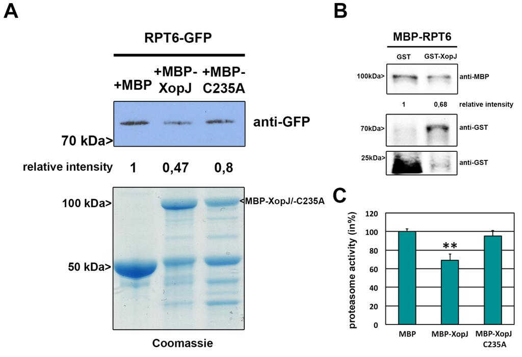 Figure S5: Protein inputs used for semi-in vitro degradation assays to demonstrate comparable MBP-RPT6 protein amounts prior to the incubation with extracts from XopJ-HA expressing leaves.