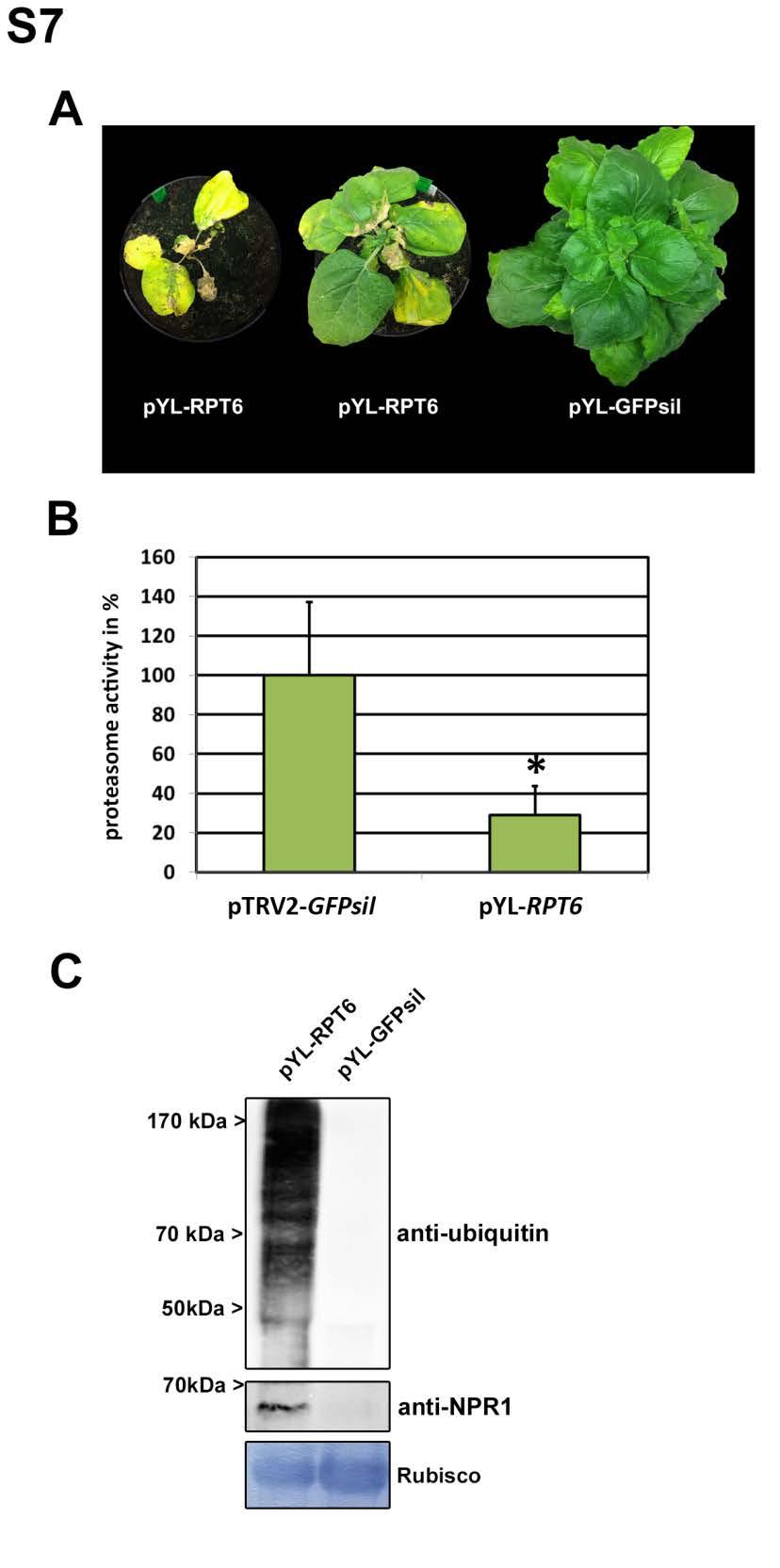 Figure S7: Virus-induced gene silencing of RPT6 in N. benthamiana mimics XopJtriggered effects. (A) Phenotype of RPT6 - VIGS plants in comparison to the ptrv2-gfpsil control. Picture was taken 14 dpi.