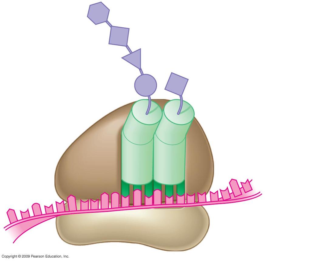 5 Growing polypeptide