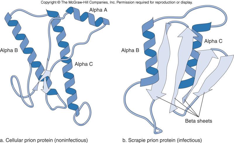 Conformations Prions: A Protein
