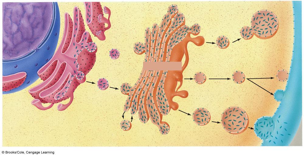 Lysosome ER Proteins Vesicle Golgi
