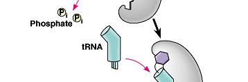 aminoacyl-trna