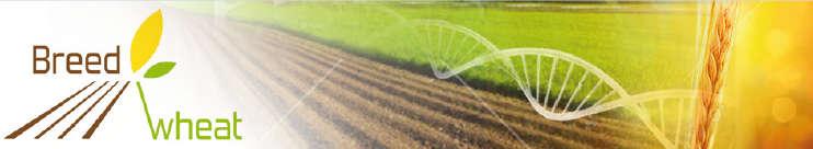 Développer de nouvelles variétés de blé pour une agriculture durable : une approche intégrée de la génomique à la sélection Breeding for