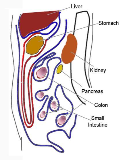 INTRODUCTION Mesothelial cells lining the serous cavities (peritoneal, pericardial, and pleural) and internal organs provide a frictionless barrier and facilitate the movement of opposing organs and