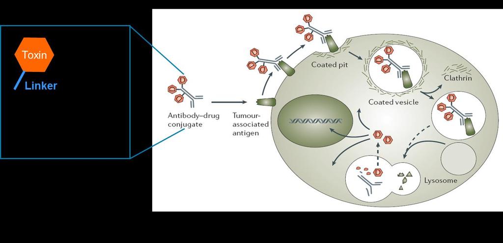 Antibody Drug Conjugate Technology ADC: combining