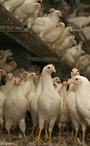 Direct impact of poultry Employment 42,595 jobs Wages $1.