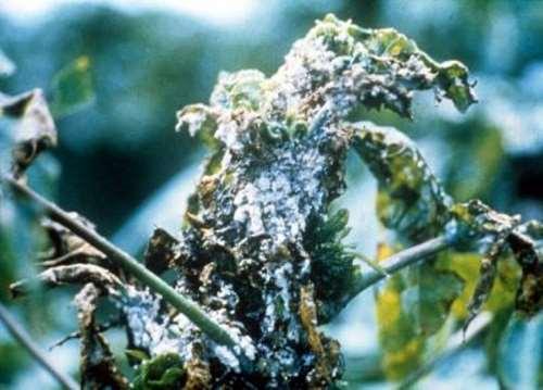 Cassava Mealybug Phenacoccus manihoti Native of South America Introduced to Congo