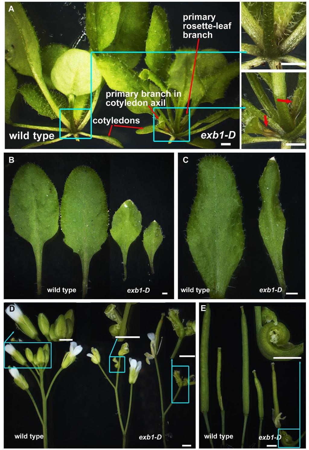 Supplemental Figure 1. The Mutant exb1-d Displayed Pleiotropic Phenotypes and Produced Branches in the Axils of Cotyledons. (A) Branches were developed in exb1-d but not in wild-type plants.