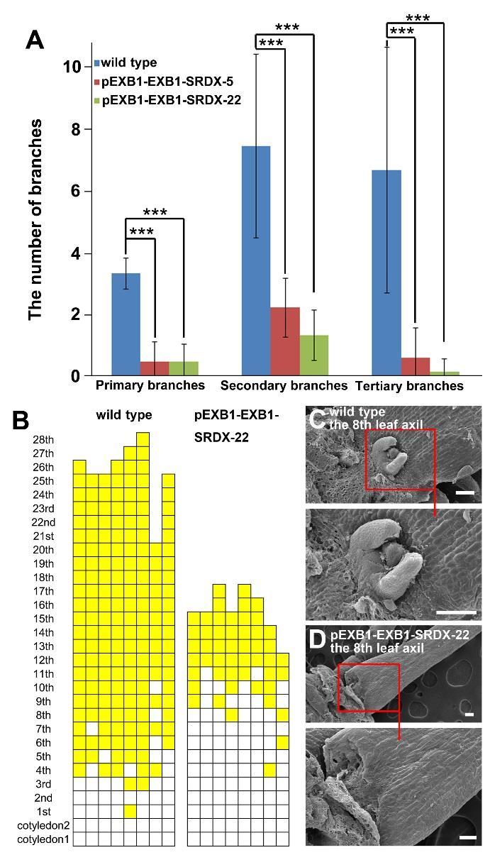 Supplemental Figure 5. Disruption of EXB1 Caused Fewer Branches in pexb1-exb1-srdx Transgenic Plants. (A) The number of branches of 45-day-old wild type and pexb1-exb1-srdx transgenic lines.