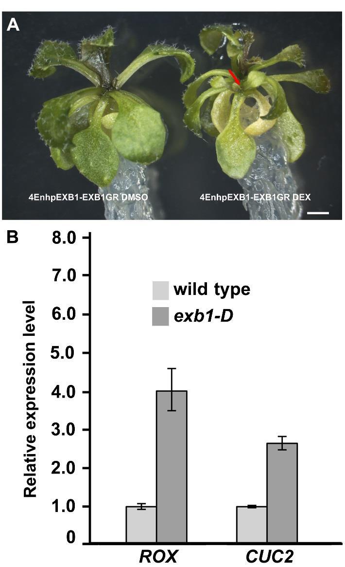 Supplemental Figure 6. 4EnhEXB1p-EXB1GR Transgenic Plants Produced More Branches after DEX Treatment and the RAX Downstream Gene ROX and CUC2 Were Up-regulated Significantly in exb1-d.