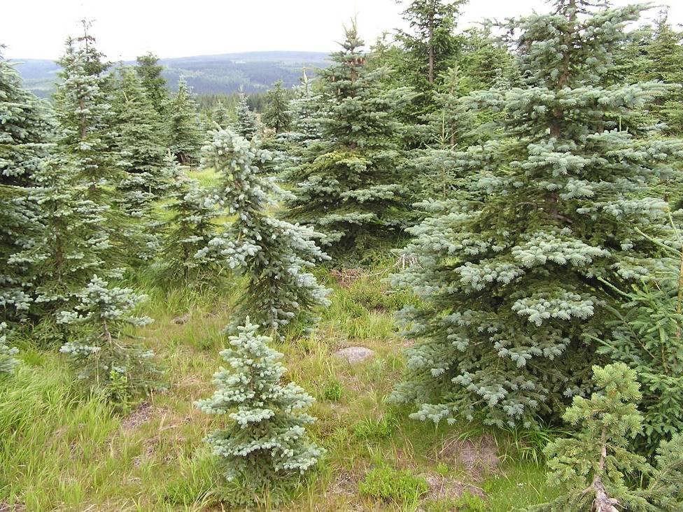 Blue spruce is allochthonous