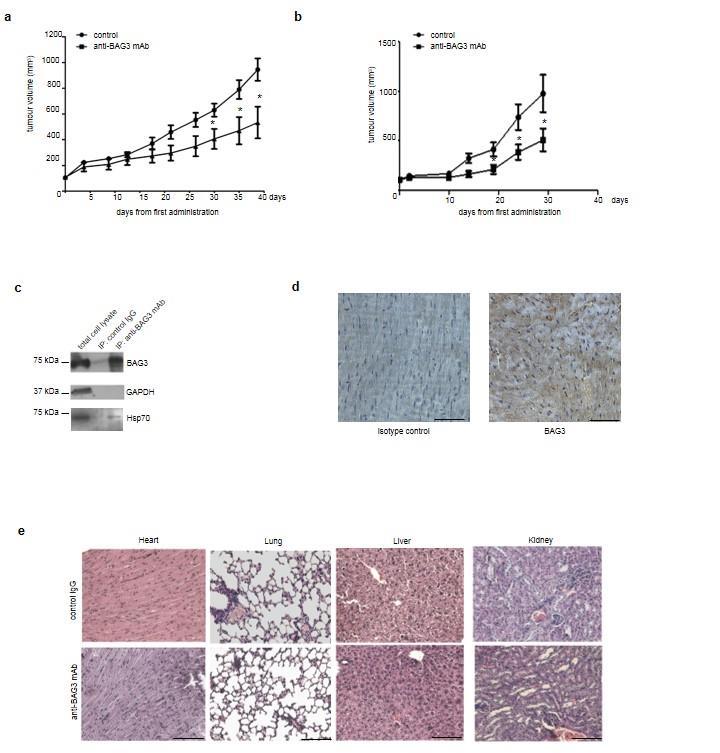 Supplementary Figure 6- anti-bag3 mab reduces tumor growth and while cross-reacting with murine BAG3 shows no major toxic effects.