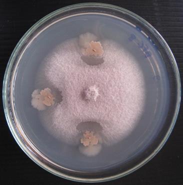 a b c Figure 5: Dual culturing assay of cellulolytic antagonistic bacteria against rice blast fungus (Pyricularia oryzae).