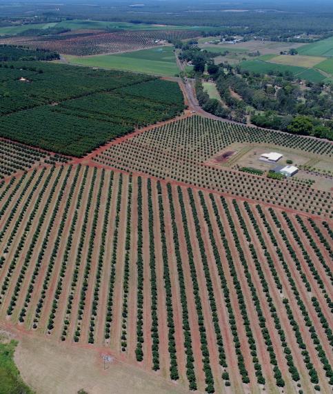 Avocado category Costa now has 12 avocado farms located across four growing regions FNQ, Central QLD, Mid North Coast NSW and Renmark SA.