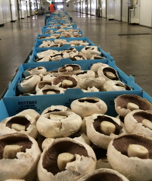 Mushroom category Costa currently has circa 45% share of Australian mushroom market. There has been modest demand growth in mushrooms which has been constrained by available supply.