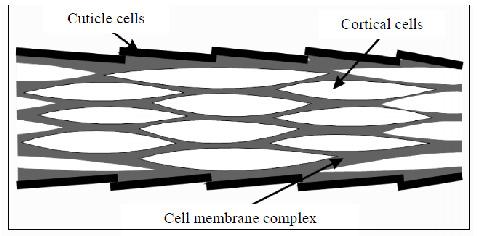 The cortex component of the wool comprises approximately 90% of the fibre and consists of overlapping spindle shaped cells known as cortical cells, shown schematically in Figure 3. Figure 1.