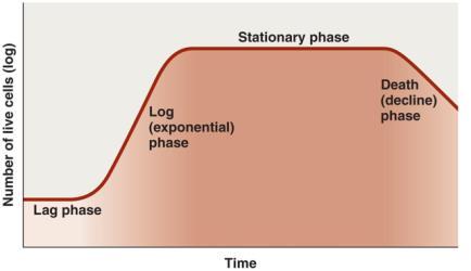 Growth of Microbial Populations Generation Time Time required for a bacterial cell to grow and divide Dependent on chemical and physical conditions typical