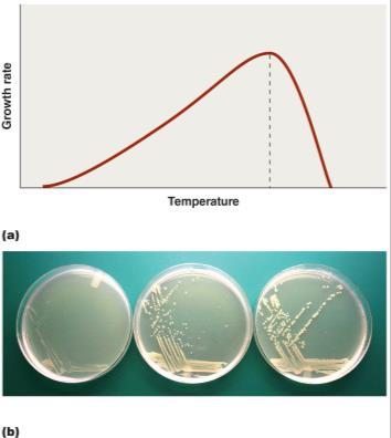 Growth Requirements Physical Requirements Temperature Temperature affects three-dimensional structure of proteins