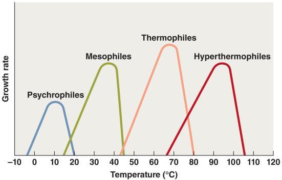 and fragile If too high, membranes become too fluid Figure 6.4 The effects of temperature on microbial growth.