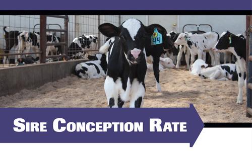 SCR utilizes multiple services per lactation (up to 7), rather than first service only. A SCR of 1.2 means the bull is 1.2% above average. 2.